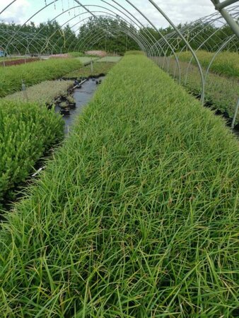 Carex morrowii 'Irish Green' geen maat specificatie 0,55L/P9cm - afbeelding 14