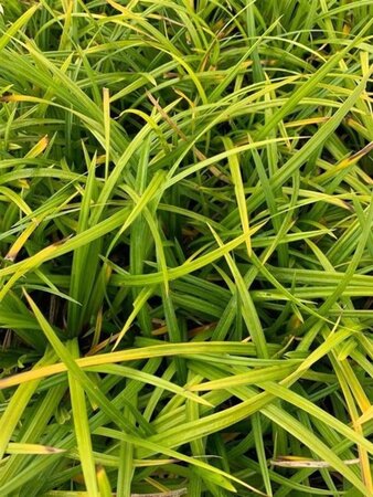 Carex morrowii 'Irish Green' geen maat specificatie 0,55L/P9cm - afbeelding 3