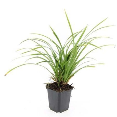 Carex morrowii 'Irish Green' geen maat specificatie 0,55L/P9cm - afbeelding 5