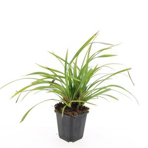 Carex morrowii 'Irish Green' geen maat specificatie 0,55L/P9cm - afbeelding 10