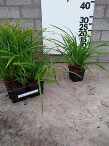 Carex morrowii 'Irish Green' geen maat specificatie 0,55L/P9cm - afbeelding 8