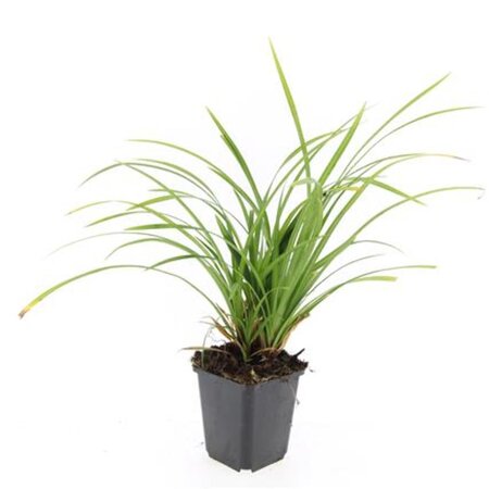 Carex morrowii 'Irish Green' geen maat specificatie 0,55L/P9cm - afbeelding 9