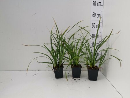 Carex morrowii 'Irish Green' geen maat specificatie 0,55L/P9cm - image 2