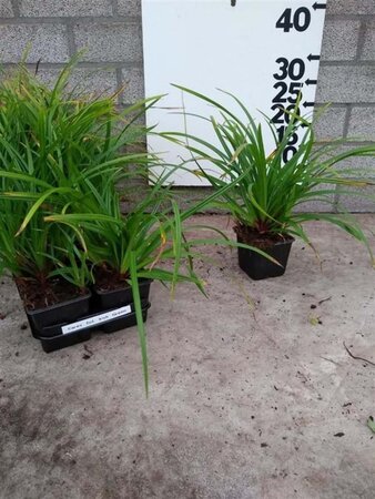 Carex morrowii 'Irish Green' geen maat specificatie 0,55L/P9cm - image 8