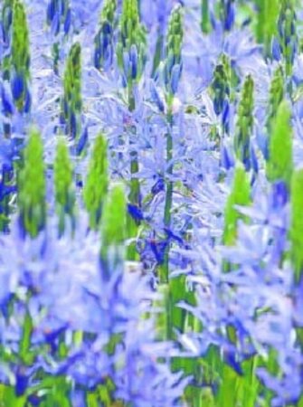 Camassia leichtlinii 'Caerulea' geen maat specificatie bloembol