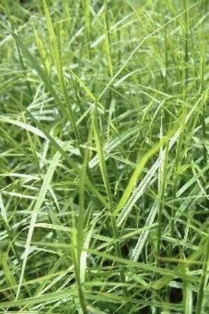 Carex musk. 'Little Midge' geen maat specificatie 0,55L/P9cm - afbeelding 1