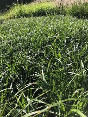 Carex morrowii 'Mosten' geen maat specificatie 0,55L/P9cm - afbeelding 2