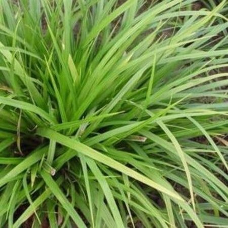 Carex morrowii 'Mosten' geen maat specificatie 0,55L/P9cm - afbeelding 5