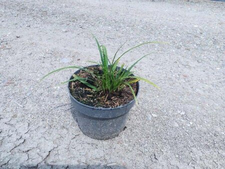 Carex morrowii geen maat specificatie cont. 3,0L - image 6