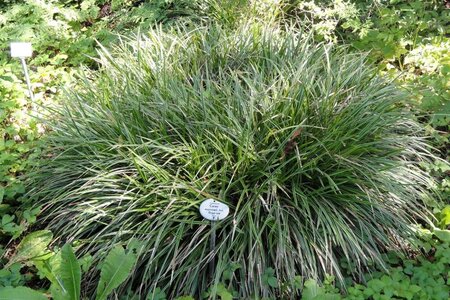 Carex morrowii geen maat specificatie cont. 3,0L - image 1