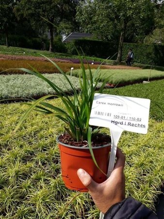 Carex morrowii geen maat specificatie 0,55L/P9cm - afbeelding 6