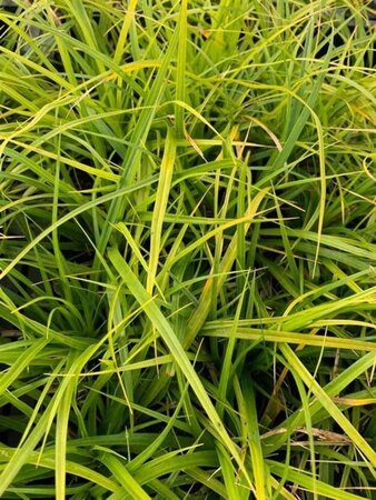 Carex morrowii geen maat specificatie 0,55L/P9cm - afbeelding 5