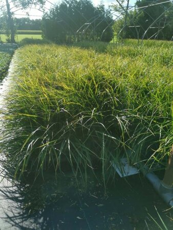 Carex morrowii geen maat specificatie 0,55L/P9cm - afbeelding 7