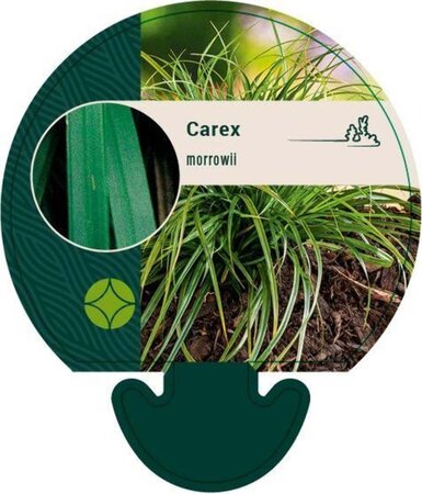 Carex morrowii geen maat specificatie 0,55L/P9cm - afbeelding 4