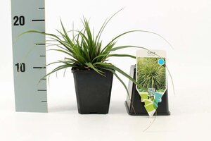 Carex morrowii geen maat specificatie 0,55L/P9cm - afbeelding 3