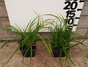 Carex morrowii geen maat specificatie 0,55L/P9cm - afbeelding 2