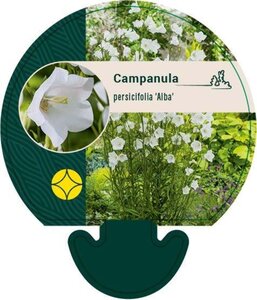 Campanula pers. 'Alba' geen maat specificatie 0,55L/P9cm - afbeelding 2