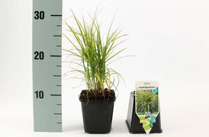 Carex muskingumensis geen maat specificatie 0,55L/P9cm - afbeelding 3