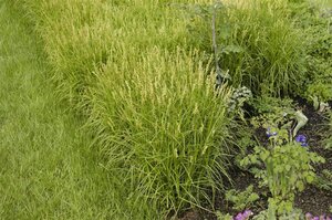 Carex muskingumensis geen maat specificatie 0,55L/P9cm