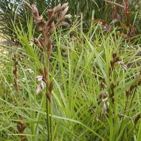 Carex muskingumensis geen maat specificatie 0,55L/P9cm - afbeelding 2