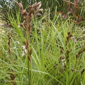 Carex muskingumensis geen maat specificatie 0,55L/P9cm - afbeelding 2