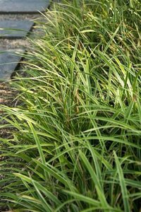 Carex morrowii 'Variegata' geen maat specificatie 0,55L/P9cm - afbeelding 3