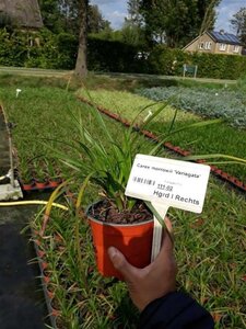 Carex morrowii 'Variegata' geen maat specificatie 0,55L/P9cm - afbeelding 10