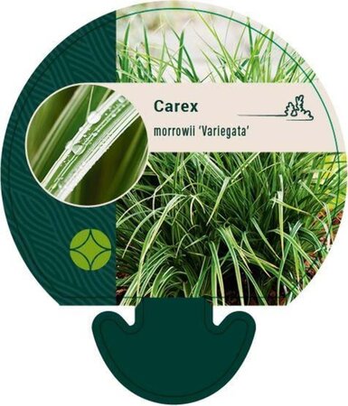 Carex morrowii 'Variegata' geen maat specificatie 0,55L/P9cm - afbeelding 7