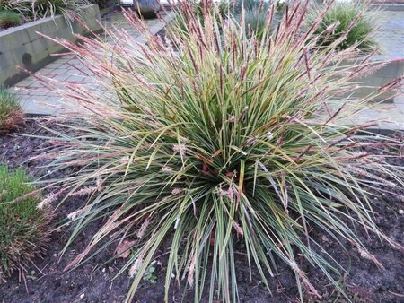 Carex morrowii 'Variegata' geen maat specificatie 0,55L/P9cm - afbeelding 9