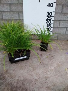 Carex morrowii 'Variegata' geen maat specificatie 0,55L/P9cm - afbeelding 5