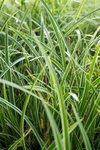 Carex morrowii 'Variegata' geen maat specificatie 0,55L/P9cm - afbeelding 4