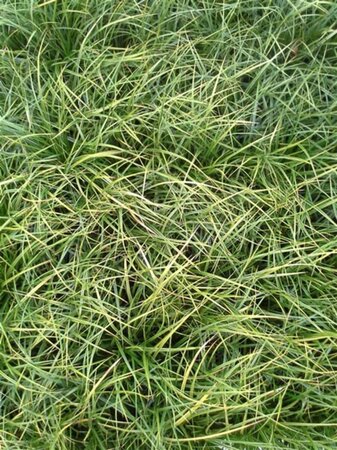 Carex morrowii 'Variegata' geen maat specificatie 0,55L/P9cm - afbeelding 2