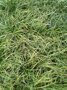 Carex morrowii 'Variegata' geen maat specificatie 0,55L/P9cm - afbeelding 2