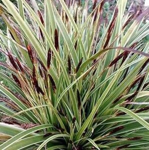 Carex morrowii 'Variegata' geen maat specificatie 0,55L/P9cm - afbeelding 8