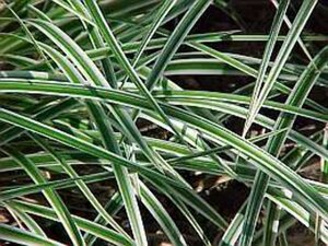 Carex morrowii 'Variegata' geen maat specificatie 0,55L/P9cm - image 1