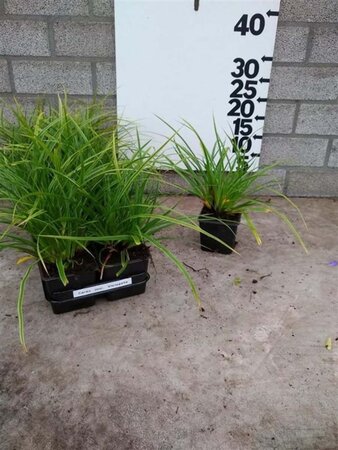 Carex morrowii 'Variegata' geen maat specificatie 0,55L/P9cm - image 6