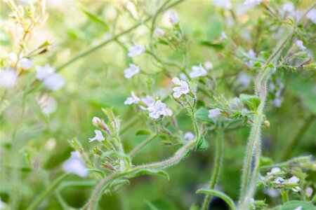 Calamintha n. 'Blue Cloud' geen maat specificatie 0,55L/P9cm - afbeelding 1