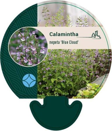 Calamintha n. 'Blue Cloud' geen maat specificatie 0,55L/P9cm - afbeelding 5