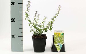 Calamintha n. nepeta geen maat specificatie 0,55L/P9cm - afbeelding 4