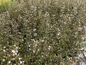 Calamintha n. nepeta geen maat specificatie 0,55L/P9cm - afbeelding 11