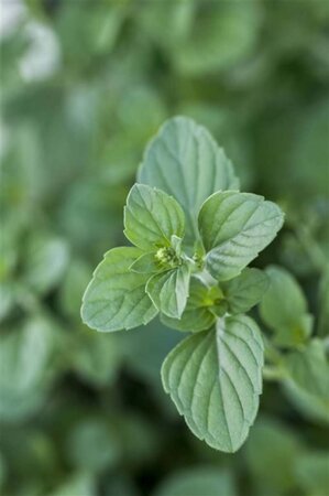 Calamintha n. nepeta geen maat specificatie 0,55L/P9cm - afbeelding 10