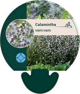 Calamintha n. nepeta geen maat specificatie 0,55L/P9cm - afbeelding 5