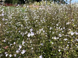 Calamintha n. nepeta geen maat specificatie 0,55L/P9cm - afbeelding 9