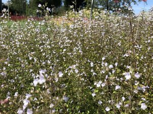 Calamintha n. nepeta geen maat specificatie 0,55L/P9cm - afbeelding 6