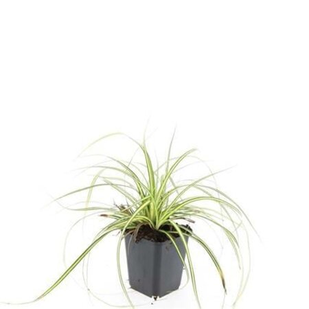 Carex oshim. 'Evergold' geen maat specificatie 0,55L/P9cm - afbeelding 11