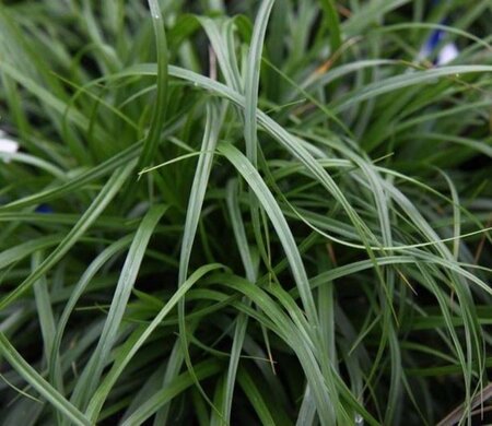 Carex oshim. 'Evergold' geen maat specificatie 0,55L/P9cm - afbeelding 3