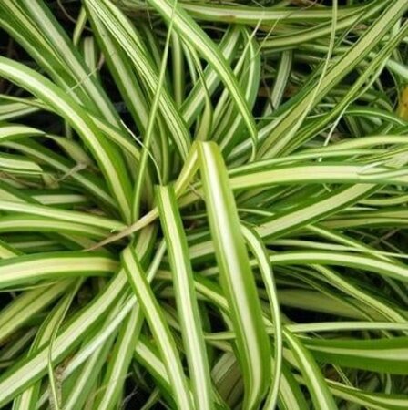 Carex oshim. 'Evergold' geen maat specificatie 0,55L/P9cm - afbeelding 2