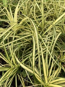 Carex oshim. 'Evergold' geen maat specificatie 0,55L/P9cm - afbeelding 9