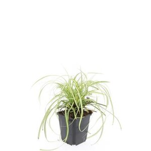 Carex oshim. 'Evergold' geen maat specificatie 0,55L/P9cm - afbeelding 8