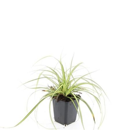 Carex oshim. 'Evergold' geen maat specificatie 0,55L/P9cm - afbeelding 7